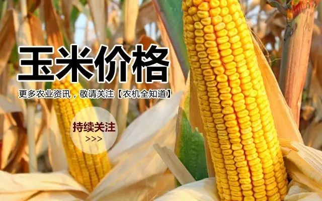 玉米价格最新今天