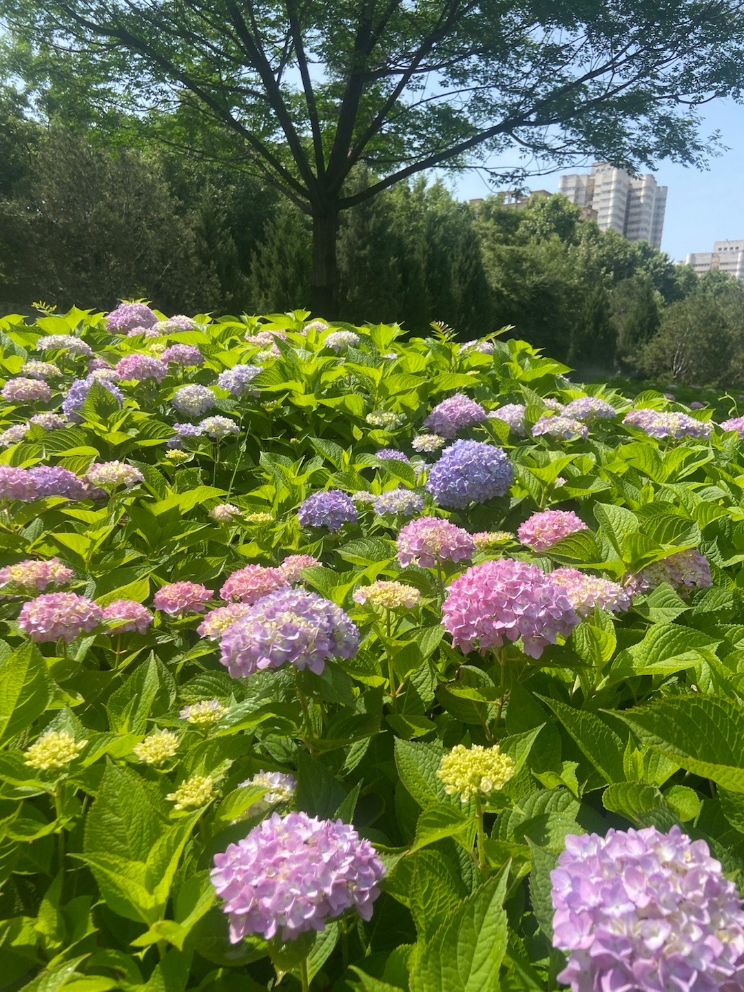 小雁塔绣球花最新